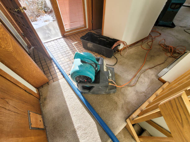 Best Mold removal after water damage  in Dovesville, SC